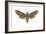 Hawk Moth (Celerio Lineata), Sphinx Moth, Insects-Encyclopaedia Britannica-Framed Art Print