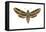 Hawk Moth (Celerio Lineata), Sphinx Moth, Insects-Encyclopaedia Britannica-Framed Stretched Canvas