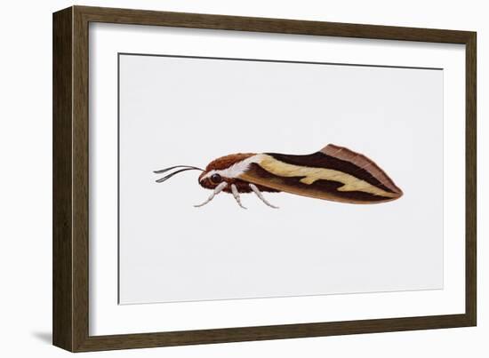 Hawk Moth or Leafy Spurge Hawk Moth (Hyles Euphorbiae), Sphingidae, Artwork by Barry Croucher-null-Framed Giclee Print