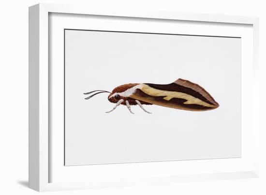 Hawk Moth or Leafy Spurge Hawk Moth (Hyles Euphorbiae), Sphingidae, Artwork by Barry Croucher-null-Framed Giclee Print