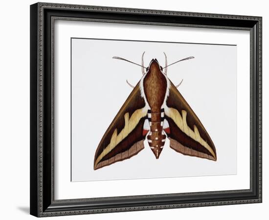 Hawk Moth or Leafy Spurge Hawk Moth (Hyles Euphorbiae), Sphingidae, Artwork by Barry Croucher-null-Framed Giclee Print