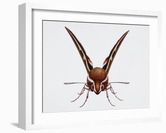 Hawk Moth or Leafy Spurge Hawk Moth (Hyles Euphorbiae)-null-Framed Giclee Print