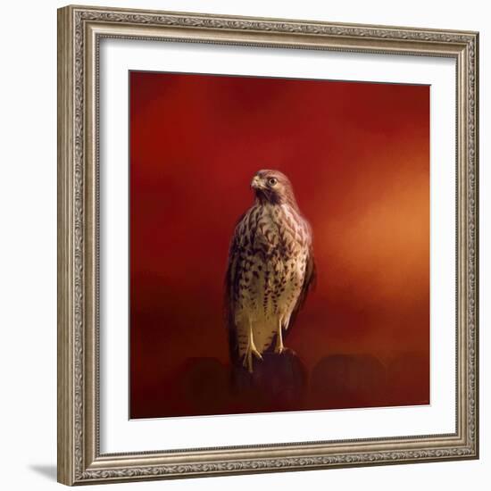 Hawk on a Hot Day-Jai Johnson-Framed Giclee Print