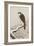 Hawk on Snow-Covered Branch-Koson Ohara-Framed Giclee Print