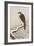 Hawk on Snow-Covered Branch-Koson Ohara-Framed Giclee Print