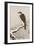 Hawk on Snow-Covered Branch-Koson Ohara-Framed Giclee Print