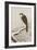 Hawk on Snow-Covered Branch-Koson Ohara-Framed Giclee Print