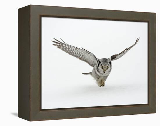 Hawk Owl in Flight over Snow-null-Framed Premier Image Canvas