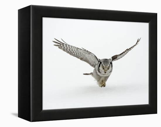 Hawk Owl in Flight over Snow-null-Framed Premier Image Canvas