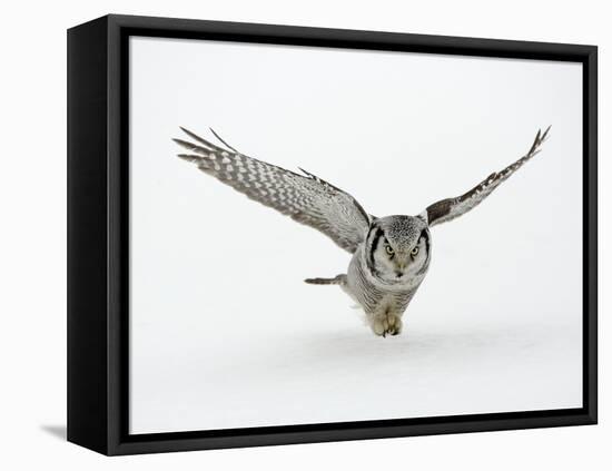 Hawk Owl in Flight over Snow-null-Framed Premier Image Canvas