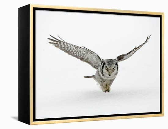 Hawk Owl in Flight over Snow-null-Framed Premier Image Canvas