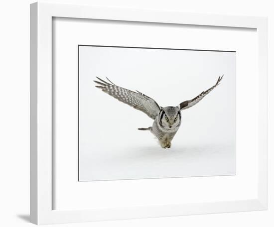 Hawk Owl in Flight over Snow-null-Framed Photographic Print