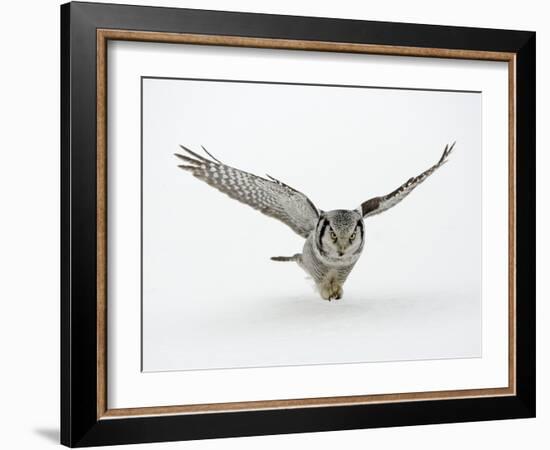 Hawk Owl in Flight over Snow-null-Framed Photographic Print