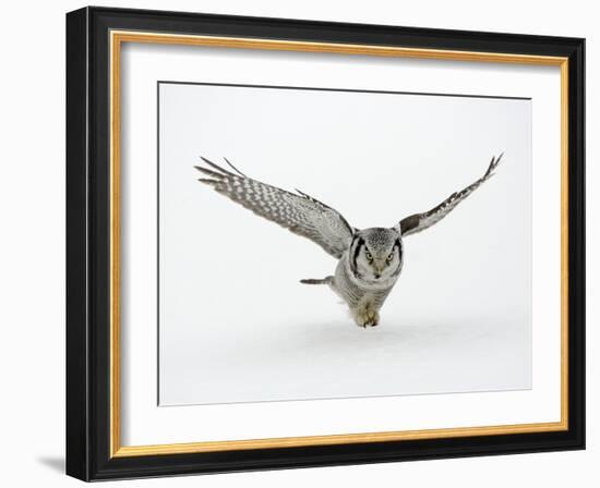 Hawk Owl in Flight over Snow-null-Framed Photographic Print