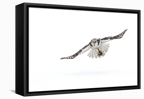 Hawk owl (Surnia ulula) in flight, Finland. March-Danny Green-Framed Premier Image Canvas