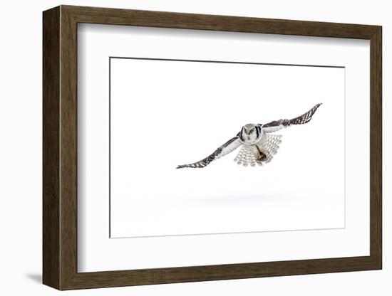 Hawk owl (Surnia ulula) in flight, Finland. March-Danny Green-Framed Photographic Print