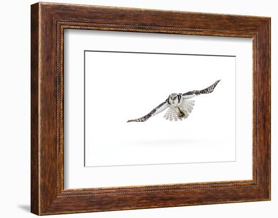 Hawk owl (Surnia ulula) in flight, Finland. March-Danny Green-Framed Photographic Print