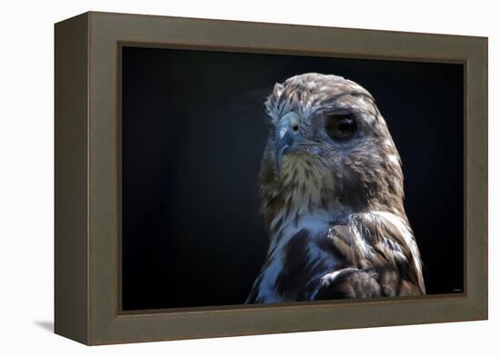 Hawk-Gordon Semmens-Framed Premier Image Canvas