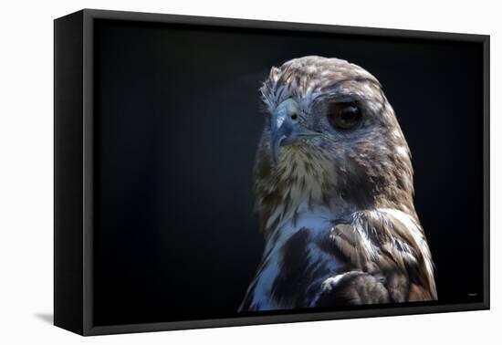 Hawk-Gordon Semmens-Framed Premier Image Canvas