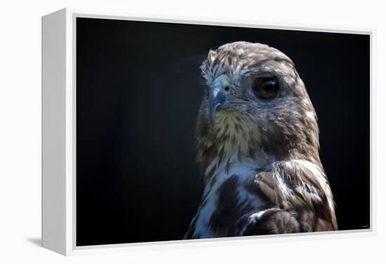 Hawk-Gordon Semmens-Framed Premier Image Canvas