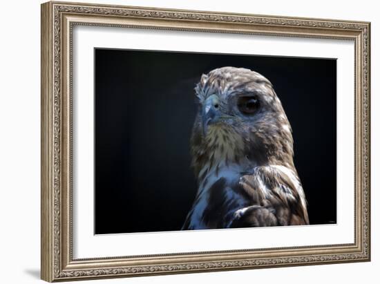 Hawk-Gordon Semmens-Framed Photographic Print