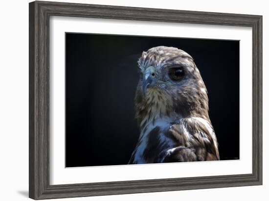 Hawk-Gordon Semmens-Framed Photographic Print