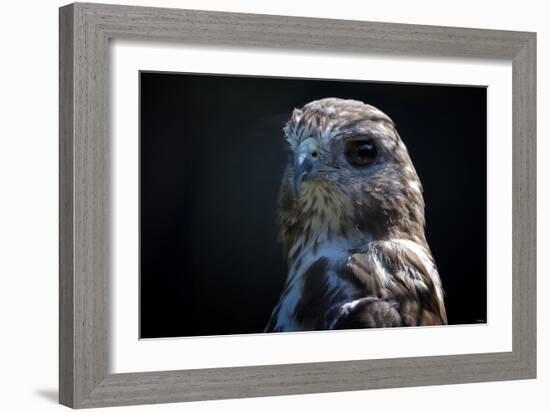 Hawk-Gordon Semmens-Framed Photographic Print