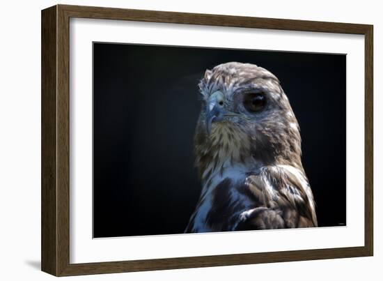 Hawk-Gordon Semmens-Framed Photographic Print