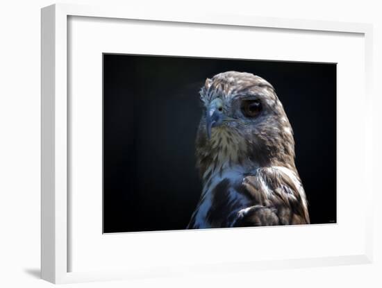 Hawk-Gordon Semmens-Framed Photographic Print