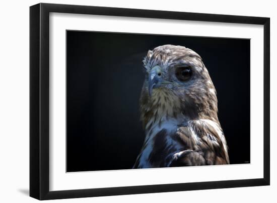 Hawk-Gordon Semmens-Framed Photographic Print