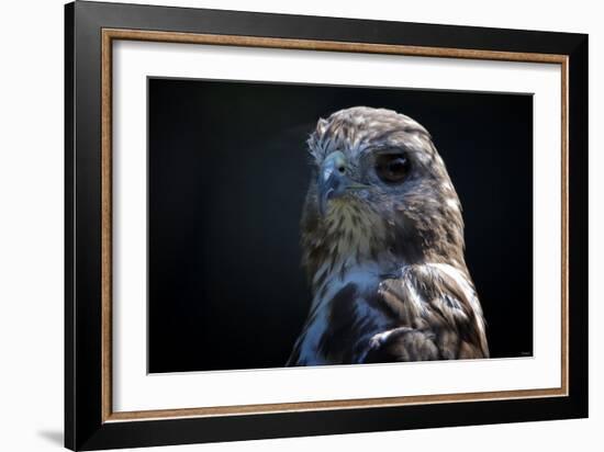 Hawk-Gordon Semmens-Framed Photographic Print