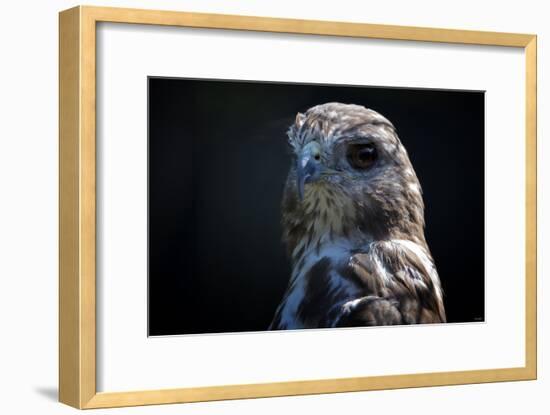 Hawk-Gordon Semmens-Framed Photographic Print