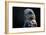 Hawk-Gordon Semmens-Framed Photographic Print