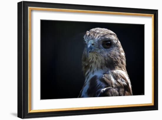 Hawk-Gordon Semmens-Framed Photographic Print