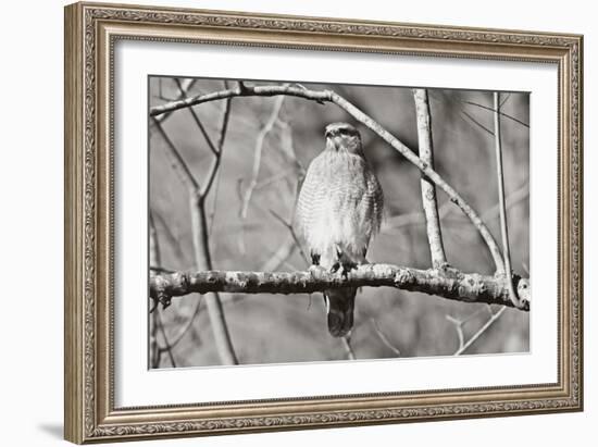 Hawk-Bruce Nawrocke-Framed Art Print