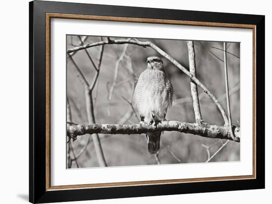 Hawk-Bruce Nawrocke-Framed Art Print