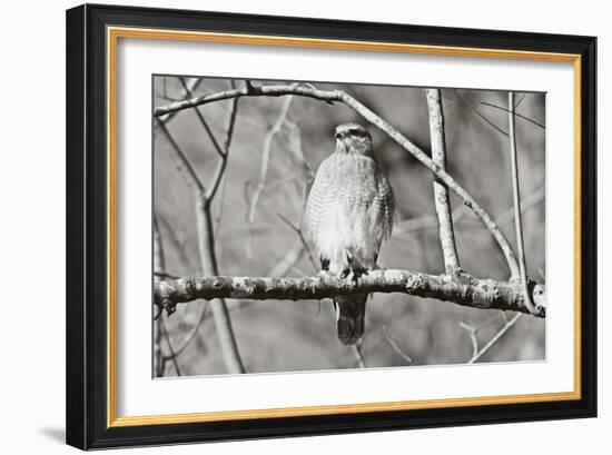 Hawk-Bruce Nawrocke-Framed Art Print