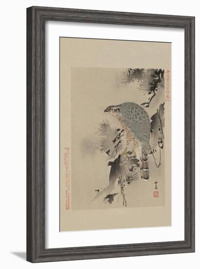 Hawk-null-Framed Art Print