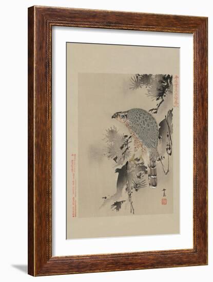 Hawk-null-Framed Art Print