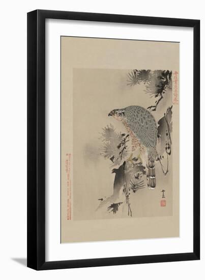 Hawk-null-Framed Art Print