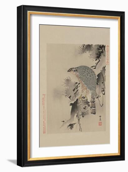 Hawk-null-Framed Art Print