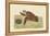 Hawks Bill Turtle-Mark Catesby-Framed Stretched Canvas