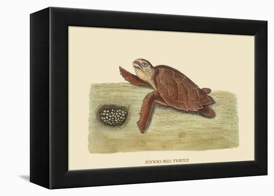 Hawks Bill Turtle-Mark Catesby-Framed Stretched Canvas