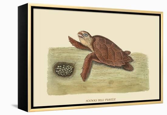 Hawks Bill Turtle-Mark Catesby-Framed Stretched Canvas