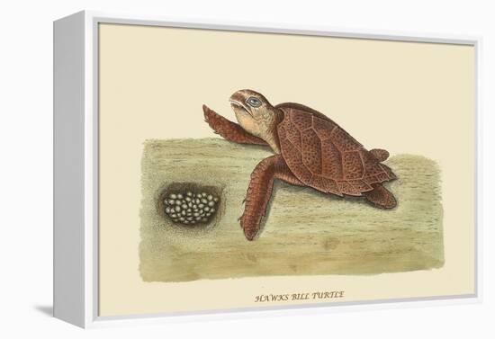 Hawks Bill Turtle-Mark Catesby-Framed Stretched Canvas