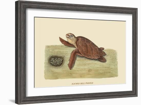 Hawks Bill Turtle-Mark Catesby-Framed Art Print