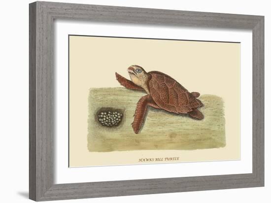 Hawks Bill Turtle-Mark Catesby-Framed Art Print