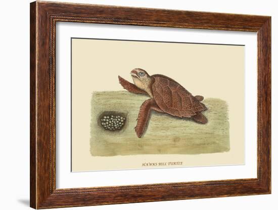 Hawks Bill Turtle-Mark Catesby-Framed Art Print