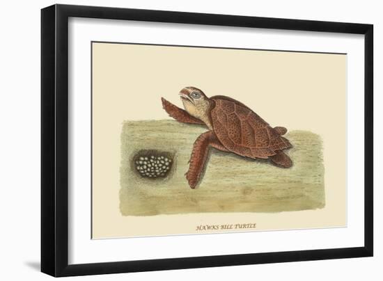 Hawks Bill Turtle-Mark Catesby-Framed Art Print