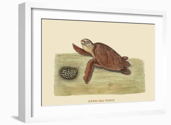 Hawks Bill Turtle-Mark Catesby-Framed Art Print